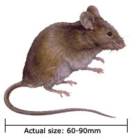 Common Household Mouse