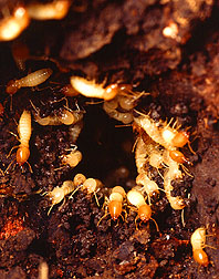 Formsoan Termite