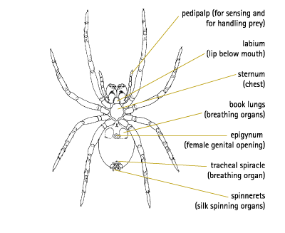 black widow spider map