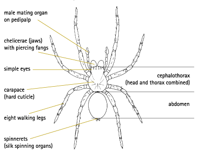 Male Spider Diagram